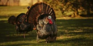 Turkey Emissions Panic: Climate Activists Target Thanksgiving Dinner