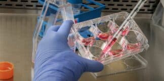 63-Year-Old Pennsylvania ‘Church Murder’ Finally Solved NIH transgender animal experiments