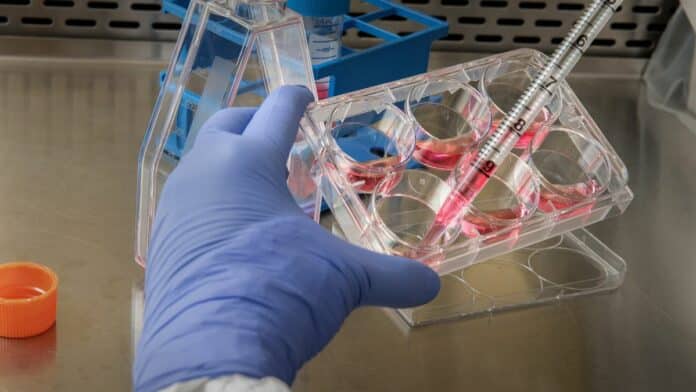 NIH transgender animal experiments