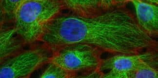 mRNA Cancer Vaccine Makes Headway cancers