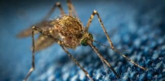 CDC Warns Against New Reports of Malaria