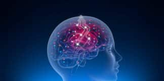 The Origin of the Creative Mind: Why Flexibility Produces Genius