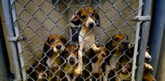 San Francisco Democrat Resigns in Disgusting Pet Store Scandal Dog