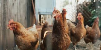 Chicken Pen Abuse Horror: Missouri Couple Jailed Chickens