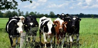 Trump Expands Argentine Beef Imports, Ranchers Reject Price Impact Claims cows