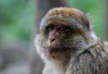 CDC Reportedly Ordered to Halt Monkey Experiments