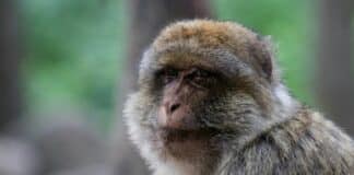 CDC Reportedly Ordered to Halt Monkey Experiments
