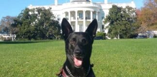 Democrats Vote Against Deporting Non-Citizens Who Attack Police Dogs Hurricane Dog