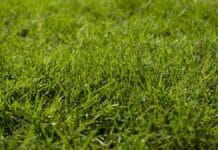 New Study Links Glyphosate Exposure in Pregnancy to 37% Higher Risk of Premature Birth