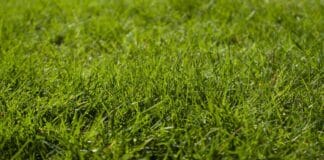 New Study Links Glyphosate Exposure in Pregnancy to 37% Higher Risk of Premature Birth