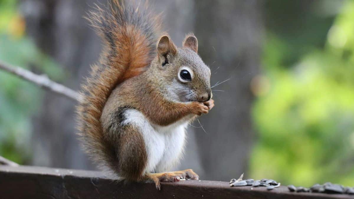Peanut the Squirrel