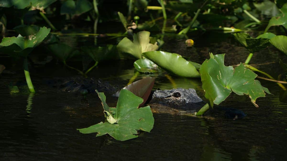 alligator