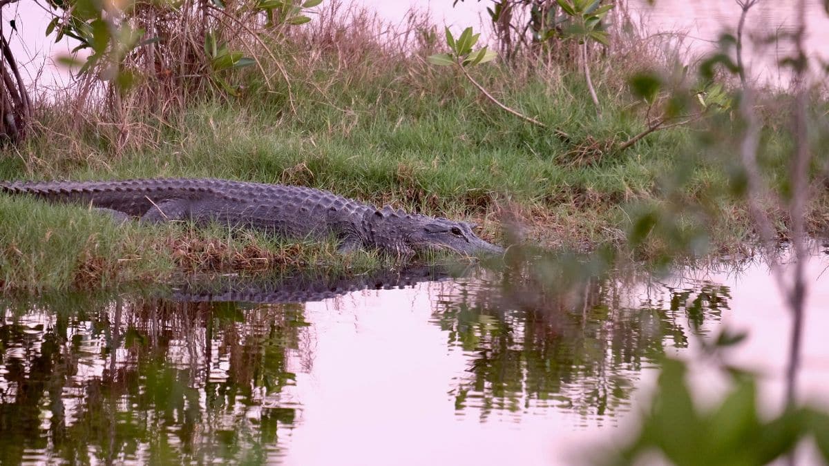 everglades