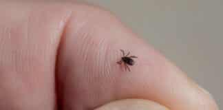 CDC Warns Tick Bites on the Rise as Pfizer Pushes Vaccine