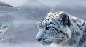Snow Leopard Attack: Skier Mauled While Chasing Photo