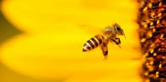 Melania Trump Unveils White House Beehive