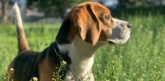 Facility Breeding Dogs for Research Closes